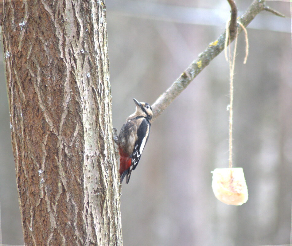 дятел - Сергей Владимирович Егоров