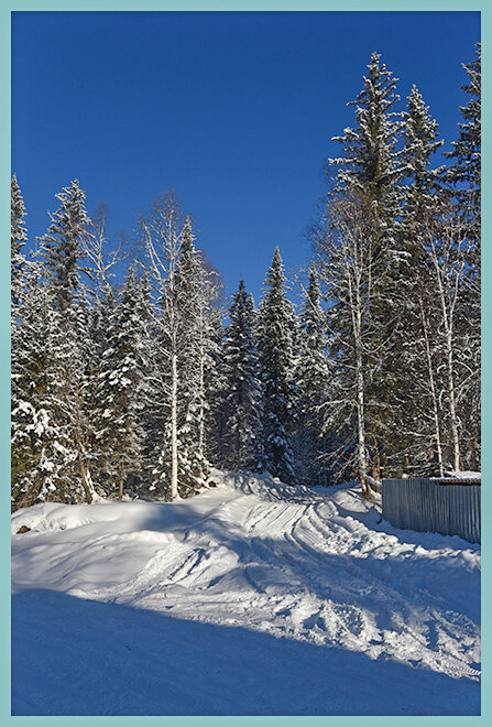Дорога в лесную чащу. - юрий Амосов Дорога в лесную чащу. - юрий Амосов