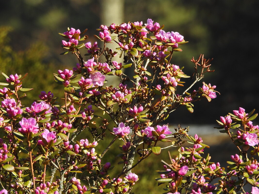 весна - ИННА ПОРОХОВА