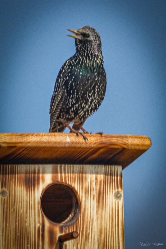 Новоселье... - Андрей Шейко Новоселье... - Андрей Шейко