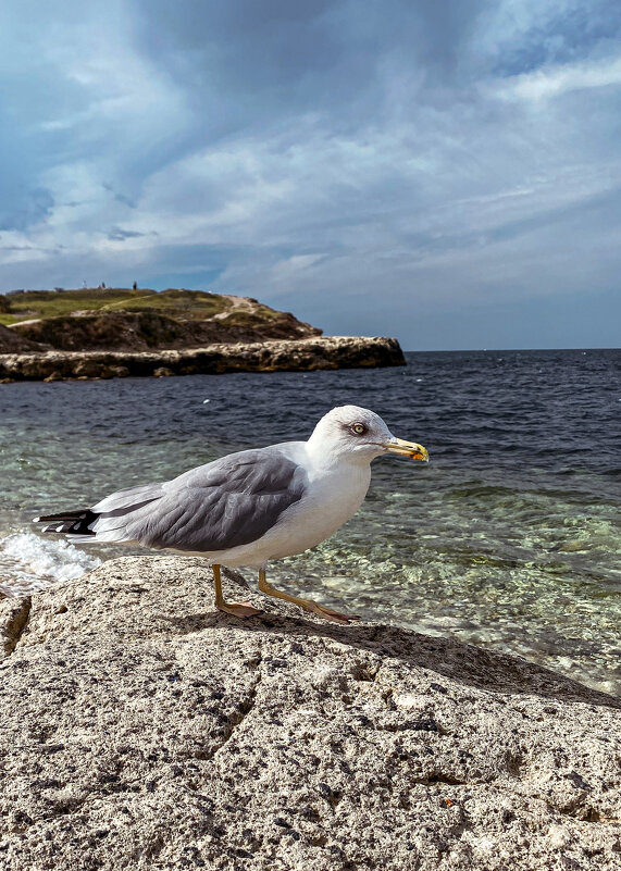 Чайка - Татьяна Аникина