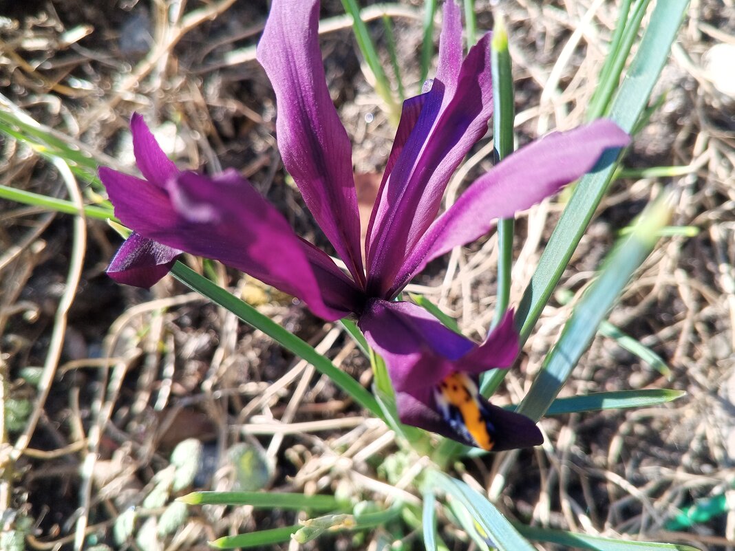 Иридодиктиум - Сапсан 