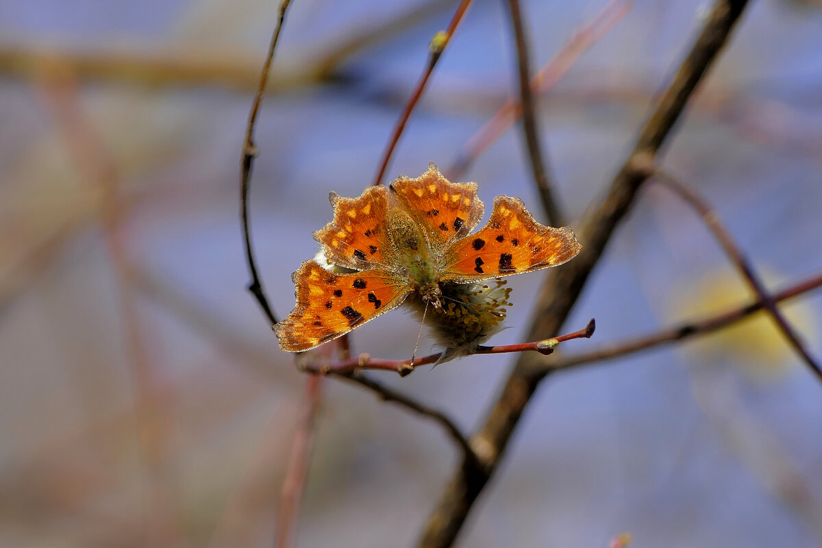 Бабочки марта 2025 4 - Александр Прокудин Бабочки марта 2025 4 - Александр Прокудин