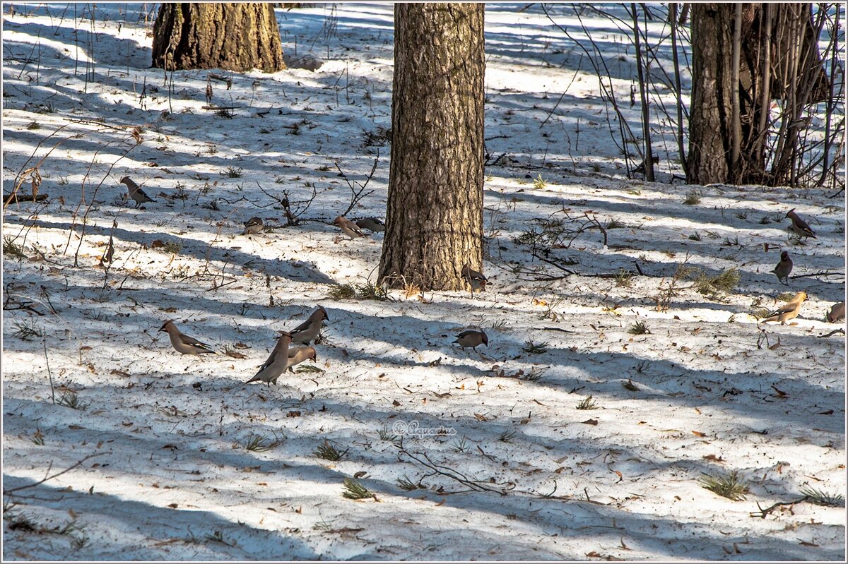 Последние дни марта - Aquarius - Сергей Последние дни марта - Aquarius - Сергей