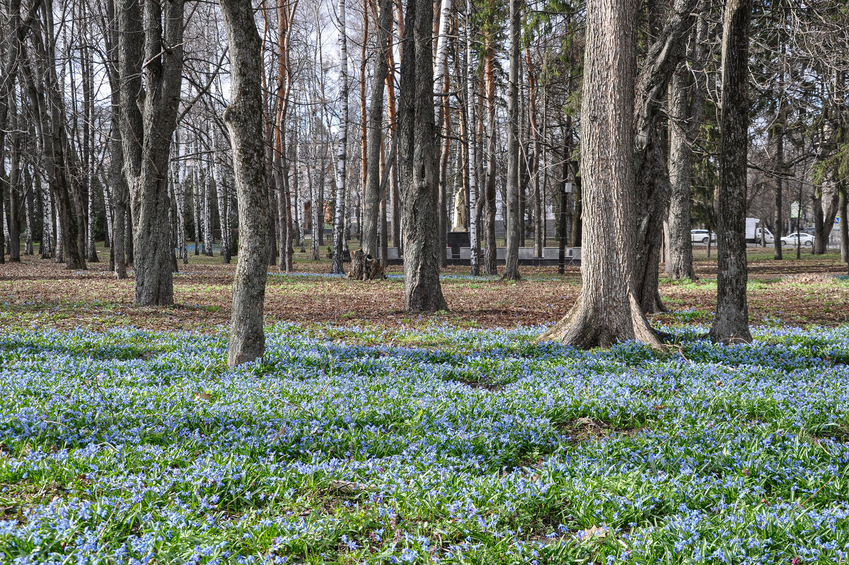 Поляны подснежников - Татьяна Машошина Поляны подснежников - Татьяна Машошина