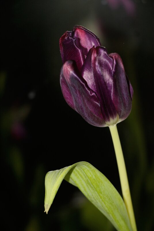 Тюльпан - Наталья Герасимова Тюльпан - Наталья Герасимова