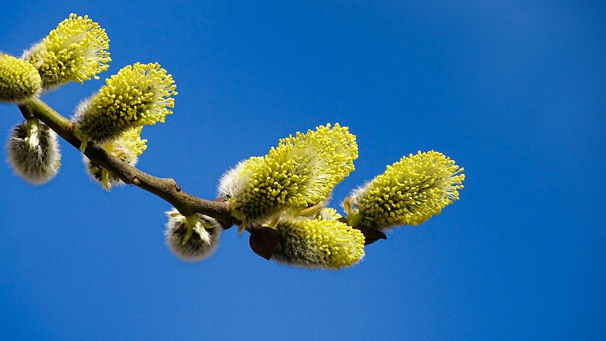 Картинка весны - Милешкин Владимир Алексеевич Картинка весны - Милешкин Владимир Алексеевич