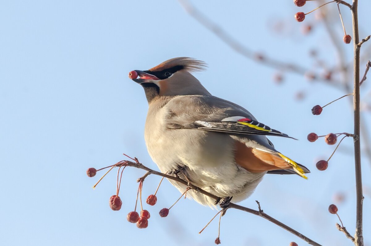 Дегустатор яблочек. - Виктор Иванович Чернюк Дегустатор яблочек. - Виктор Иванович Чернюк