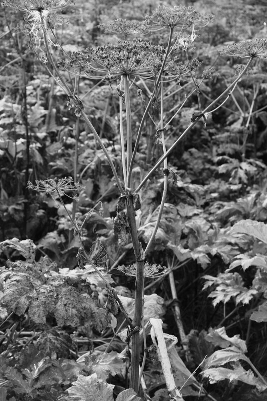 Название отсутствует - Денис Безногов Название отсутствует - Денис Безногов