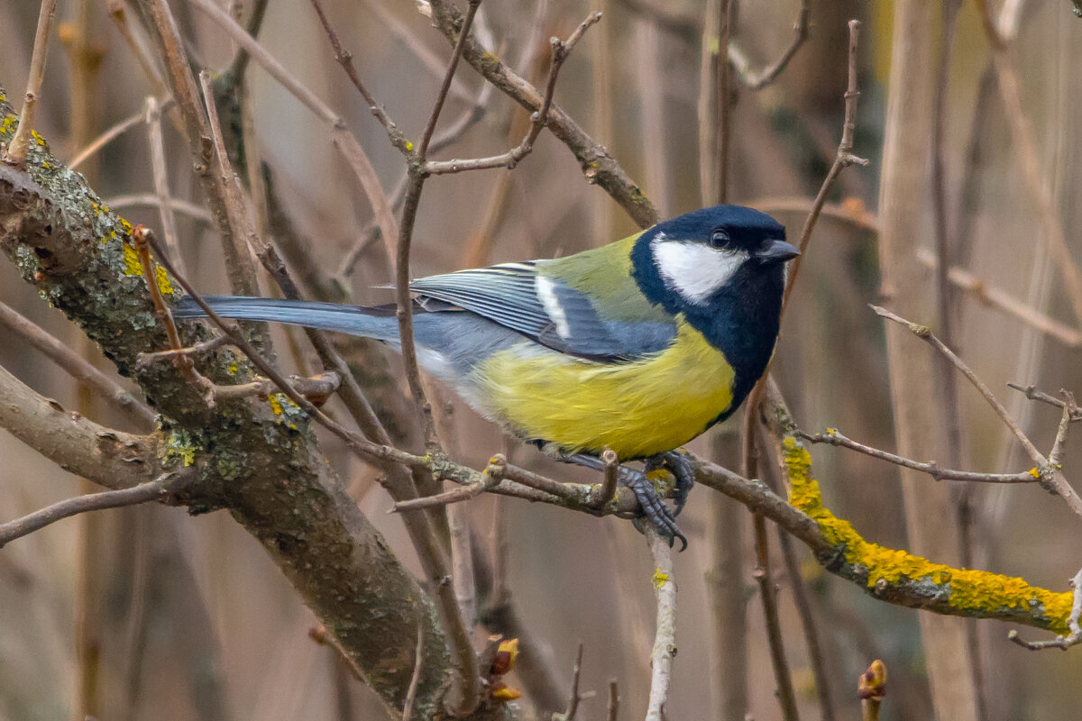 *** - Виталий Емельянов