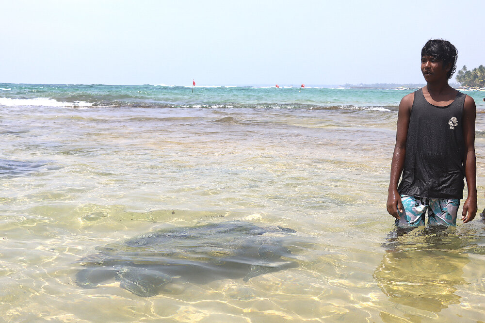 Черепаха готовится выйти на берег, что-бы отложить яйца - Галина Ильясова Черепаха готовится выйти на берег, что-бы отложить яйца - Галина Ильясова