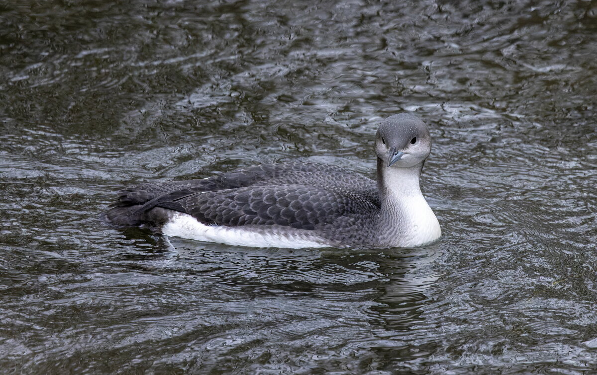 гагара - юрий макаров гагара - юрий макаров