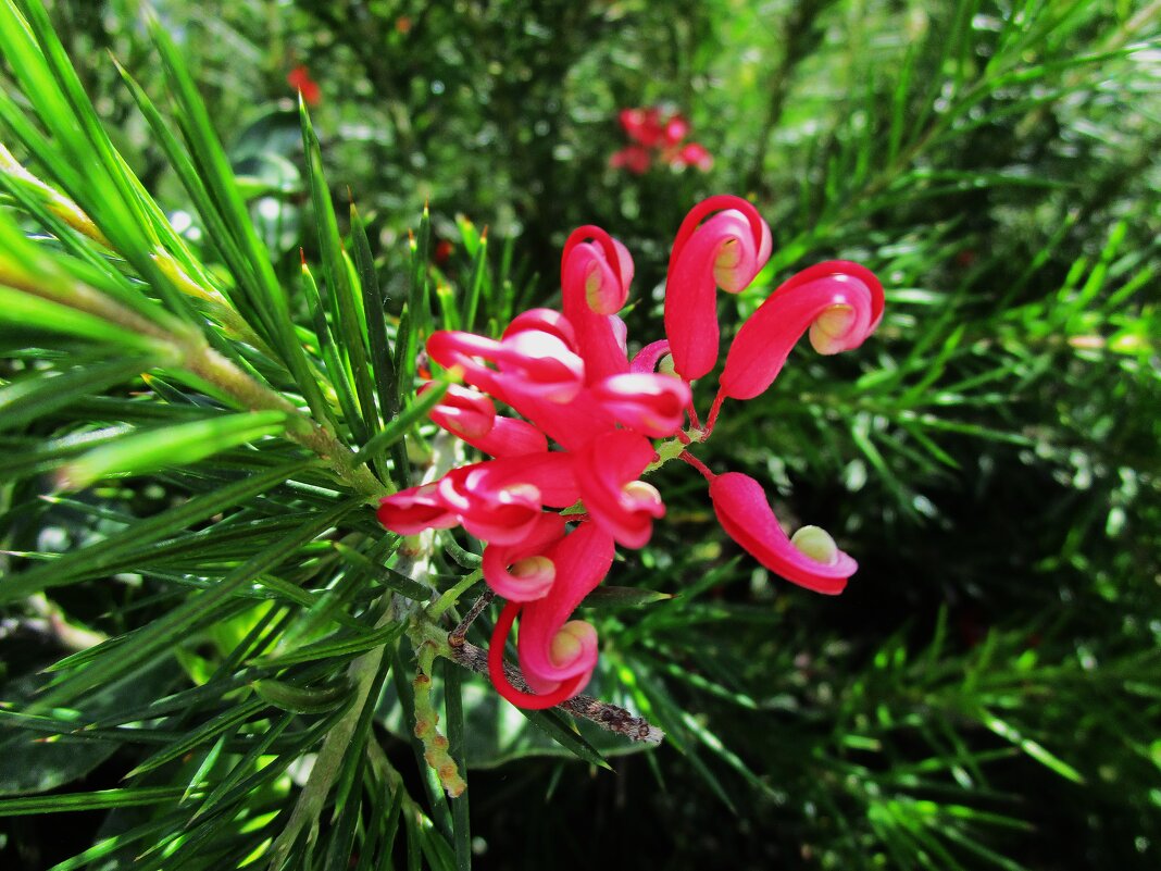 Мармарис июнь  Турция - Елена Шаламова