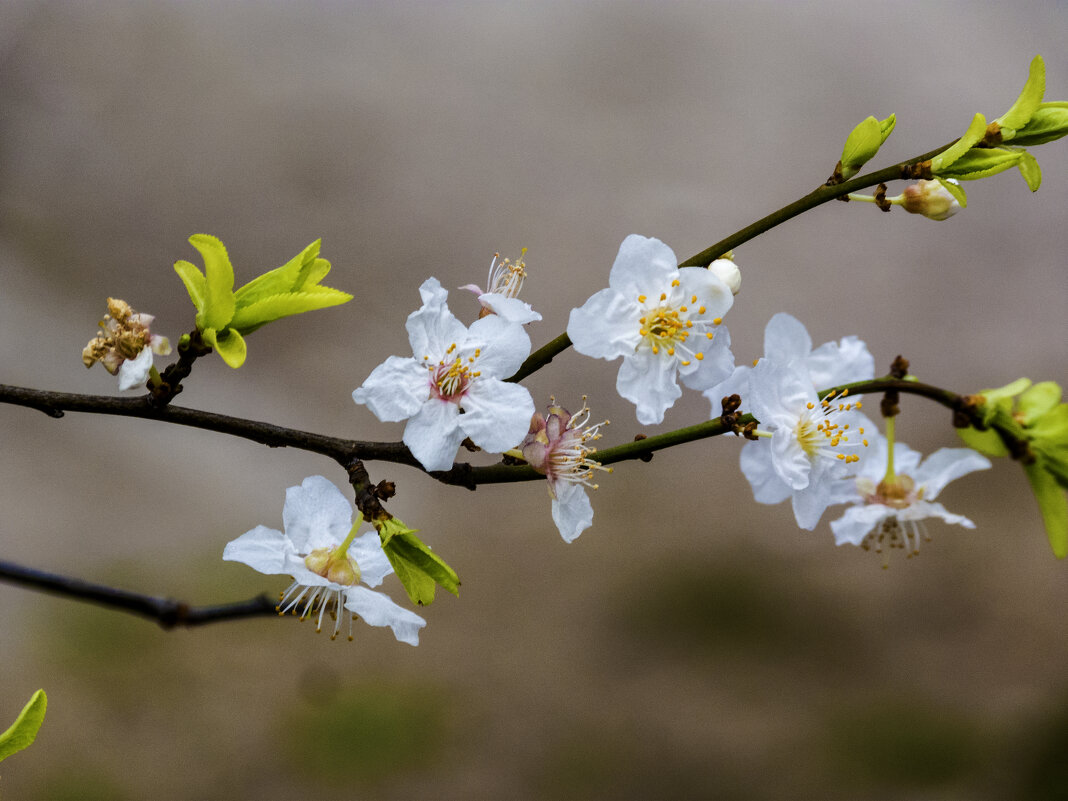 весенние цветы - Валентин Семчишин весенние цветы - Валентин Семчишин