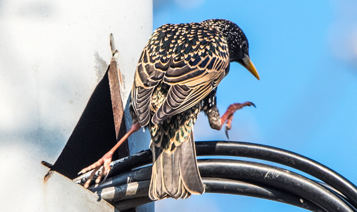 Да ну, на фиг, этот ваш "Умный дом"! - Владимир Безбородов Да ну, на фиг, этот ваш "Умный дом"! - Владимир Безбородов