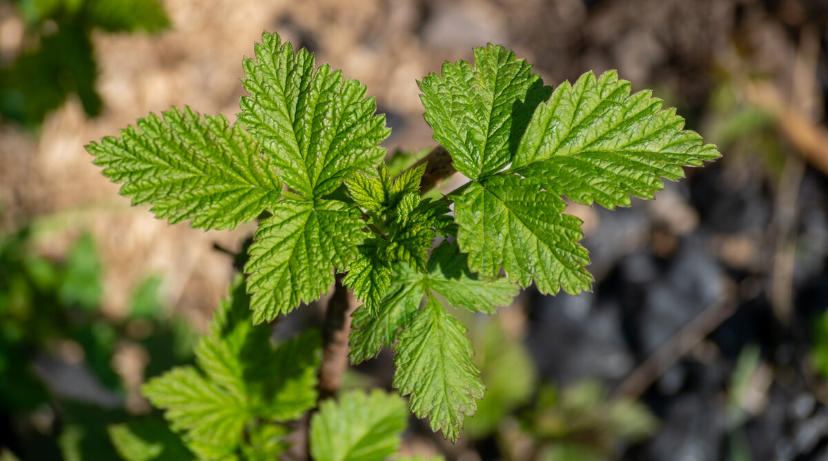 Распускается малина - Игорь Сикорский