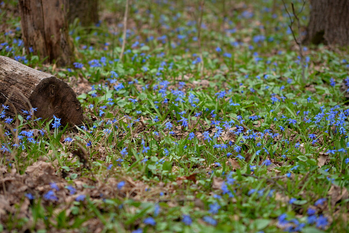 Весенний ковёр - Сеня Белгородский Весенний ковёр - Сеня Белгородский