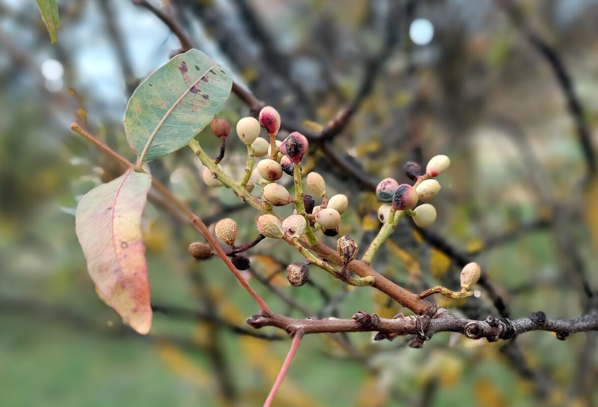 старые фисташки - ИРЭН@ . старые фисташки - ИРЭН@ .