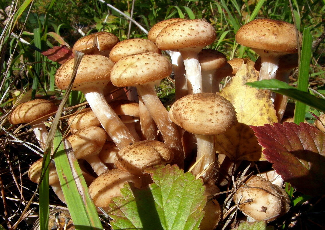 Дружная команда опят. - nadyasilyuk Вознюк