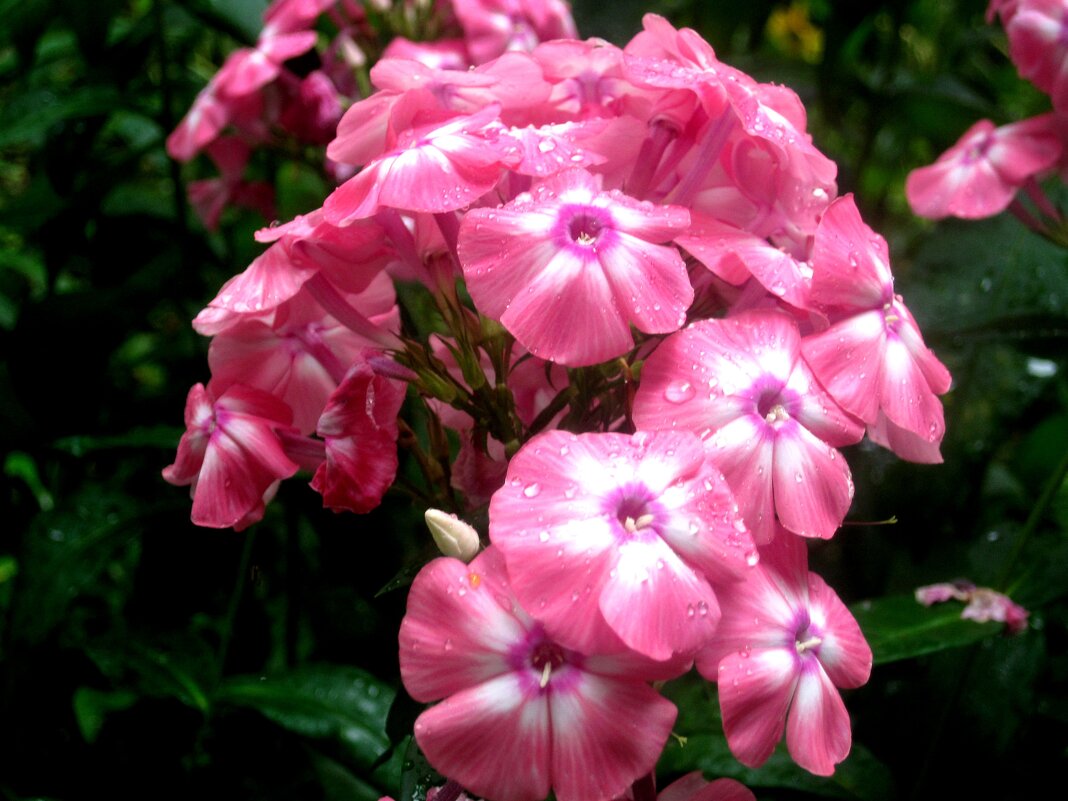 Летние - Елена Семигина