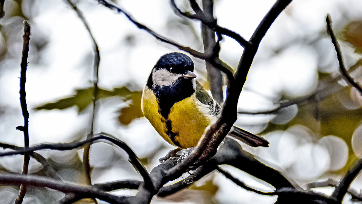 Угостите чем-нибудь! - Alexandеr P Угостите чем-нибудь! - Alexandеr P