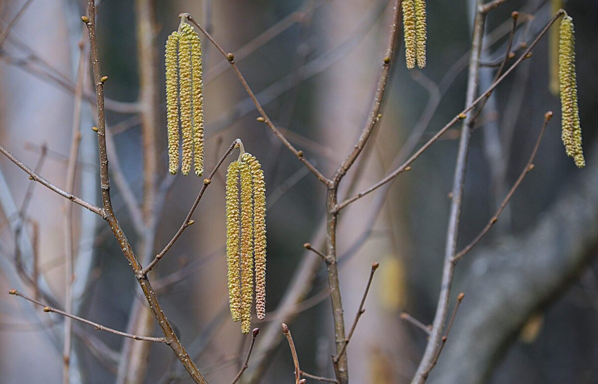 Сережки - Татьяна Тюменка