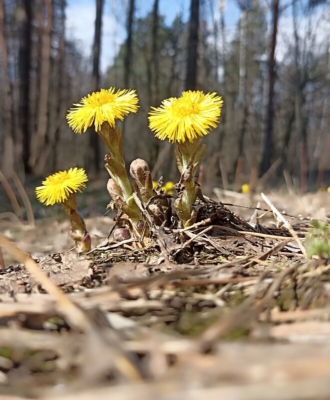 Мать и мачеха - Татьяна Тюменка Мать и мачеха - Татьяна Тюменка