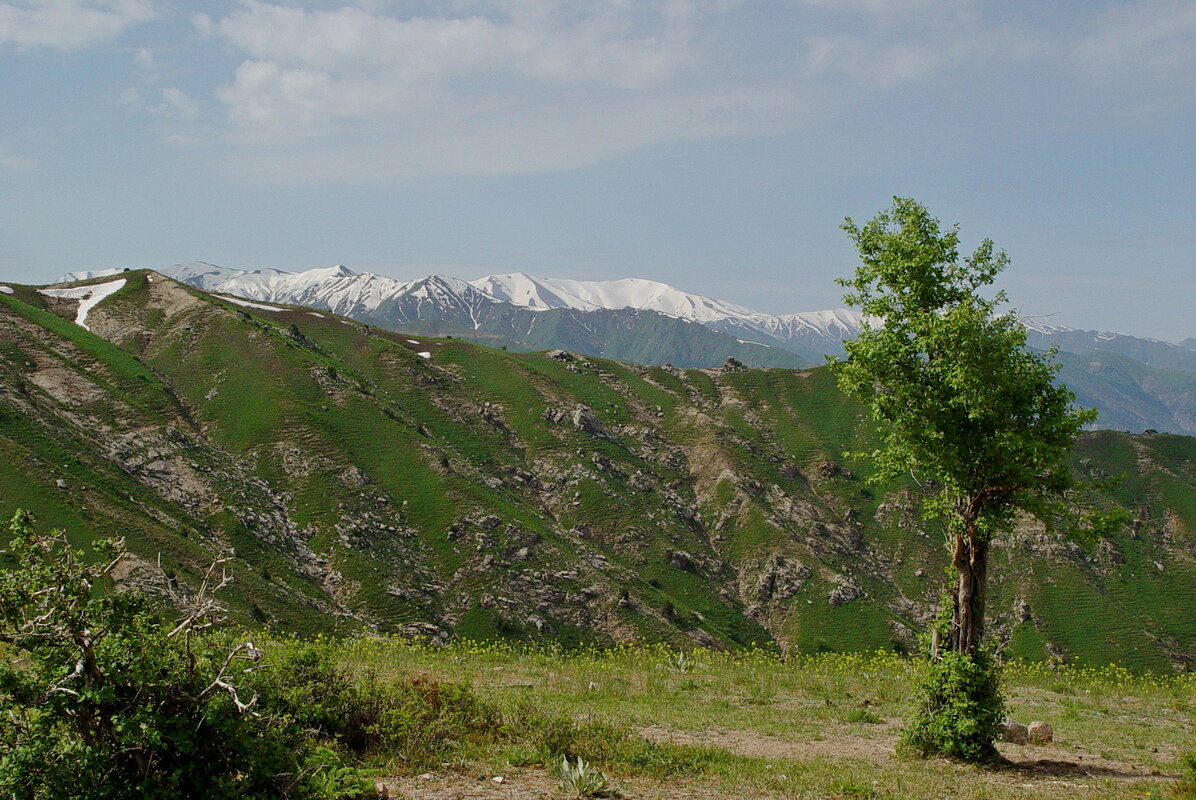 ПРОГУЛКА НА БОЛЬШОЙ ЧИМГАН 3300м. - Виктор Осипчук ПРОГУЛКА НА БОЛЬШОЙ ЧИМГАН 3300м. - Виктор Осипчук