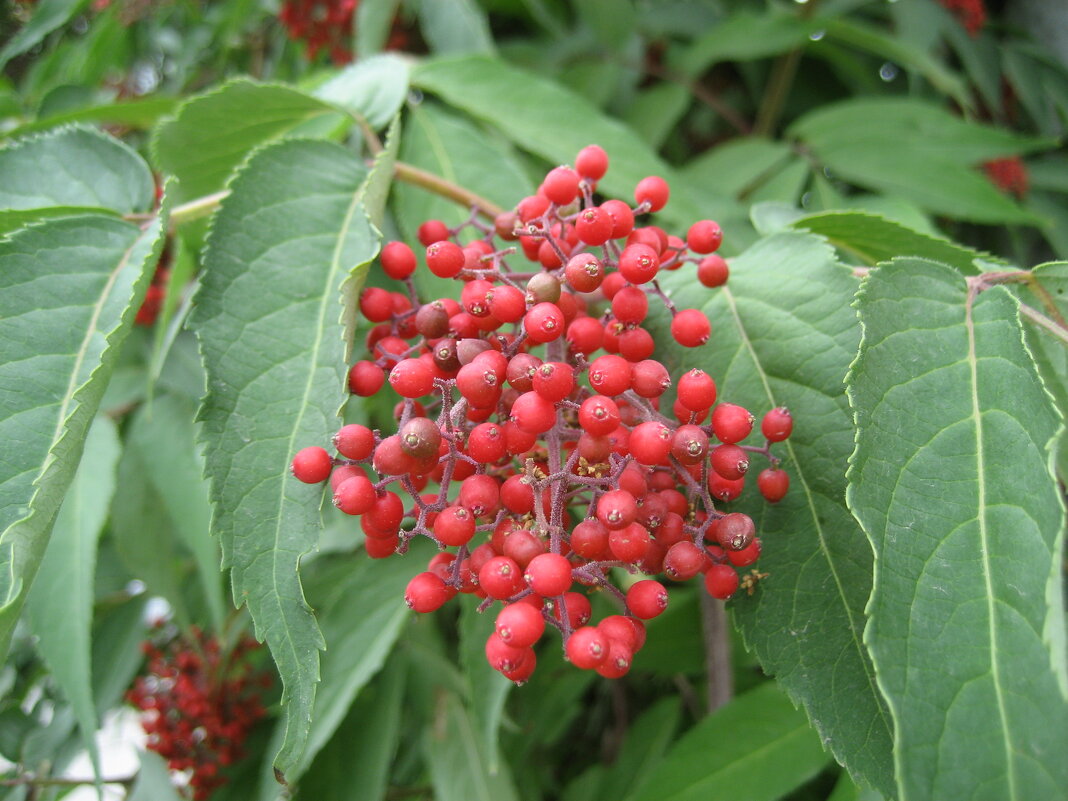 Бузина - Anna Ivanova