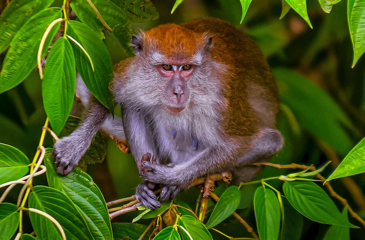 Яванская макака-крабоед - Aleksey Afonin