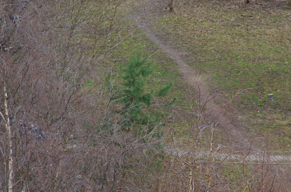 Вечно зелёная !.. - Юрий Куликов Вечно зелёная !.. - Юрий Куликов