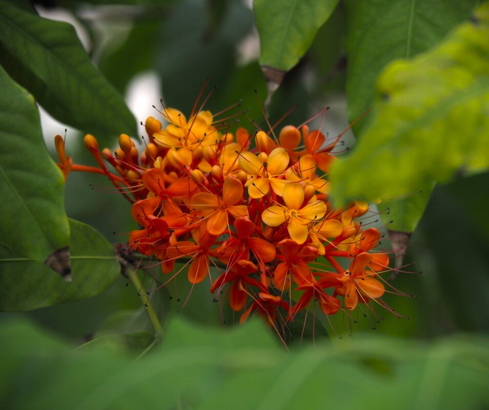 Когда цветет Ашока (Saraca asoca) в Ботаническом саду - Магомед . Когда цветет Ашока (Saraca asoca) в Ботаническом саду - Магомед .