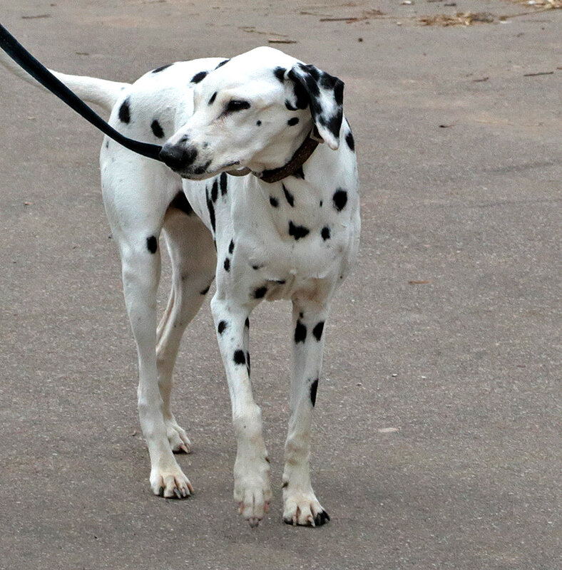 Пятнистая прелесть - Светлана Пятнистая прелесть - Светлана