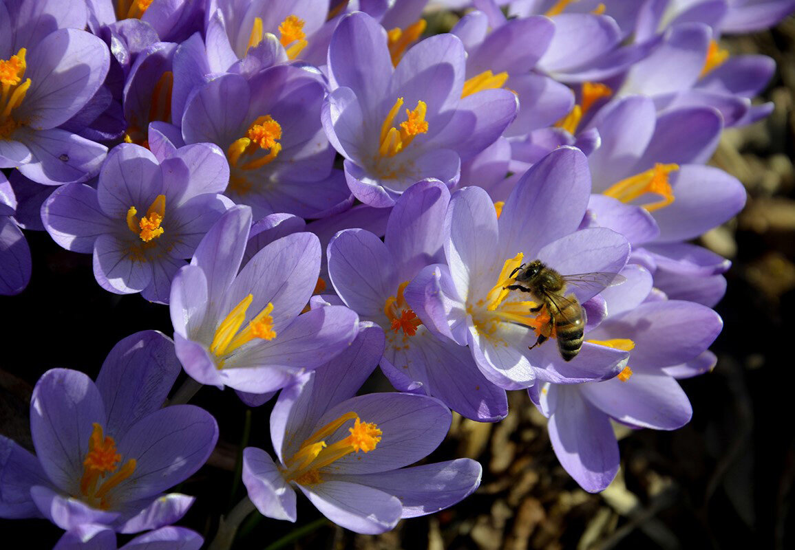 Весна - Aleksandr Gal
