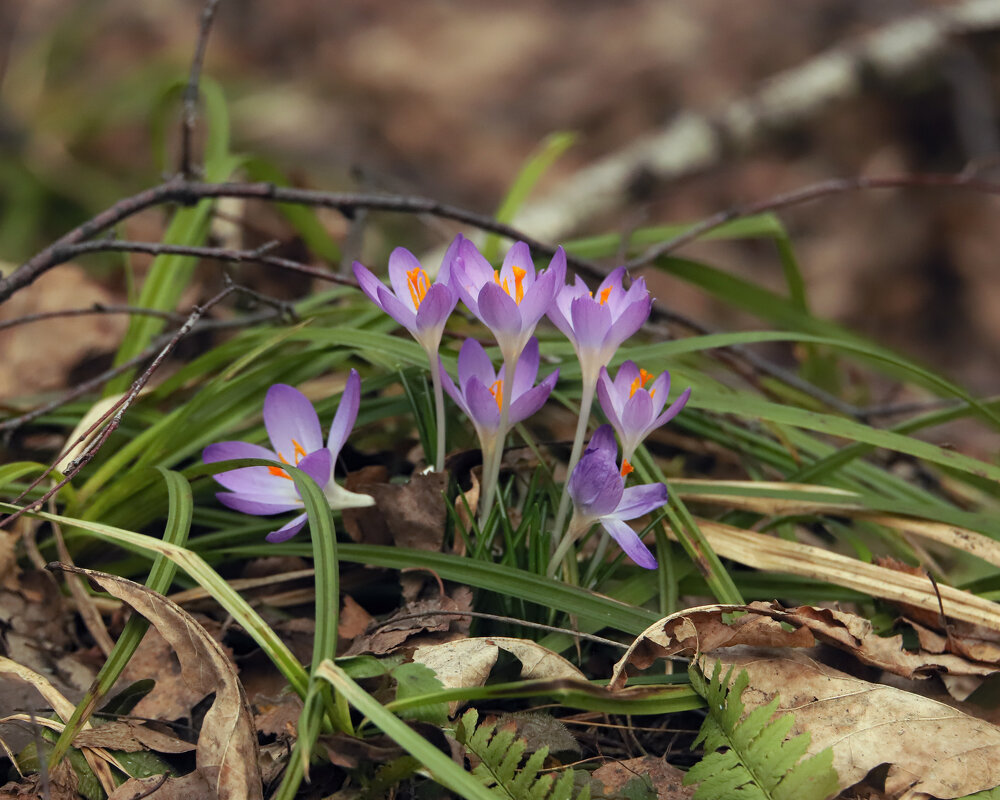 Первоцветы - Светлана 