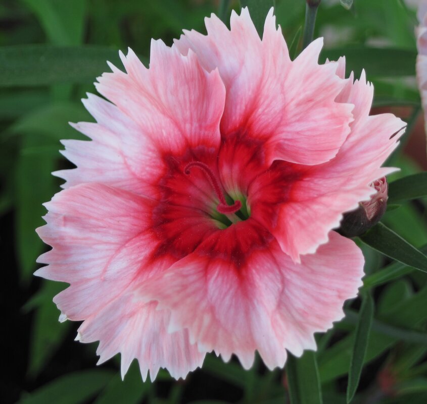 Гвоздика. - Ирина ***