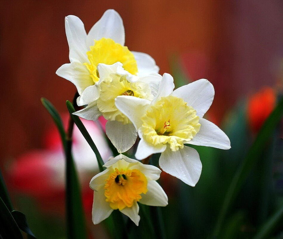 Нарцисс - ZNatasha -