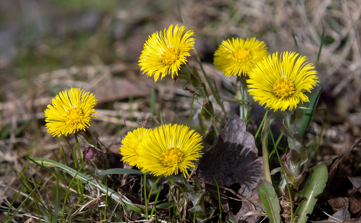 Мать-и-мачеха - Григорий П Мать-и-мачеха - Григорий П