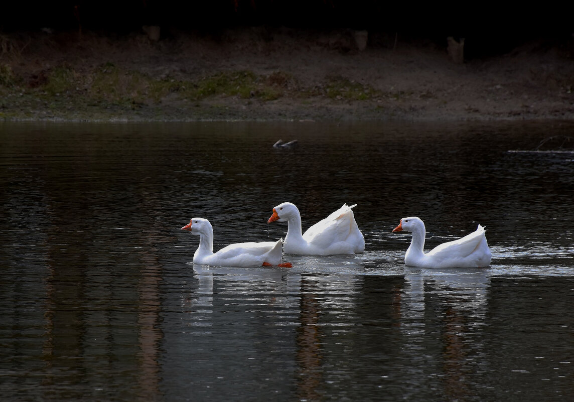 Важные гуси! - Валентина Нефёдова Важные гуси! - Валентина Нефёдова