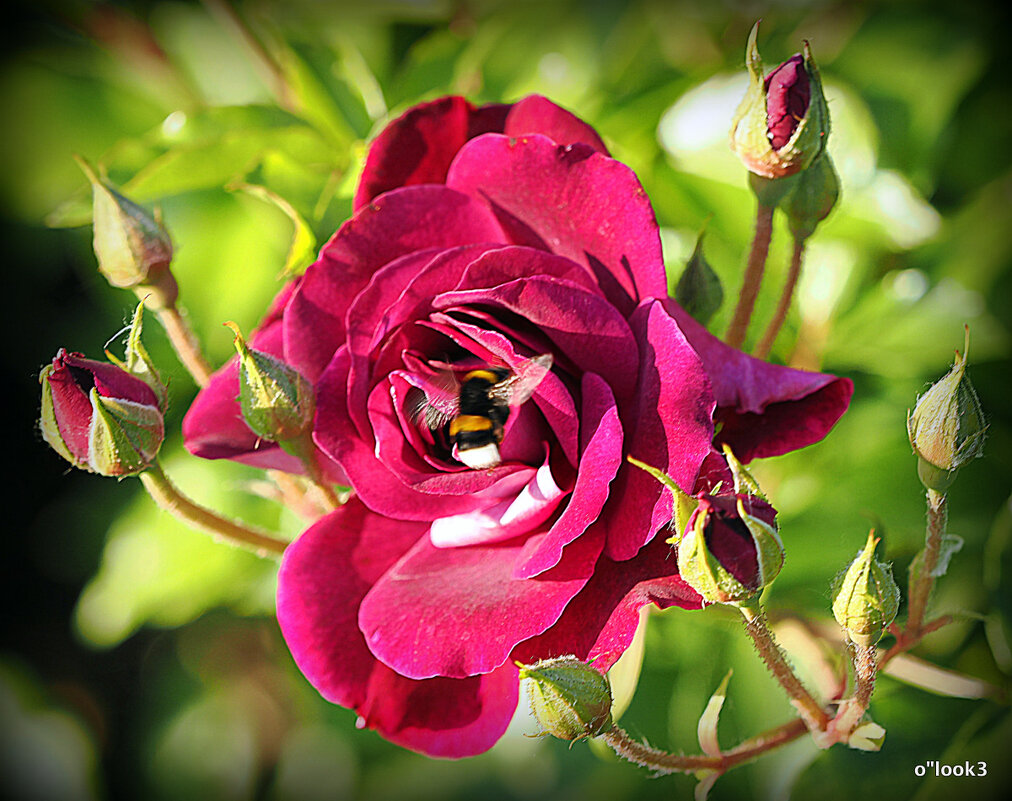 они на радость нам даны - Олег Лукьянов