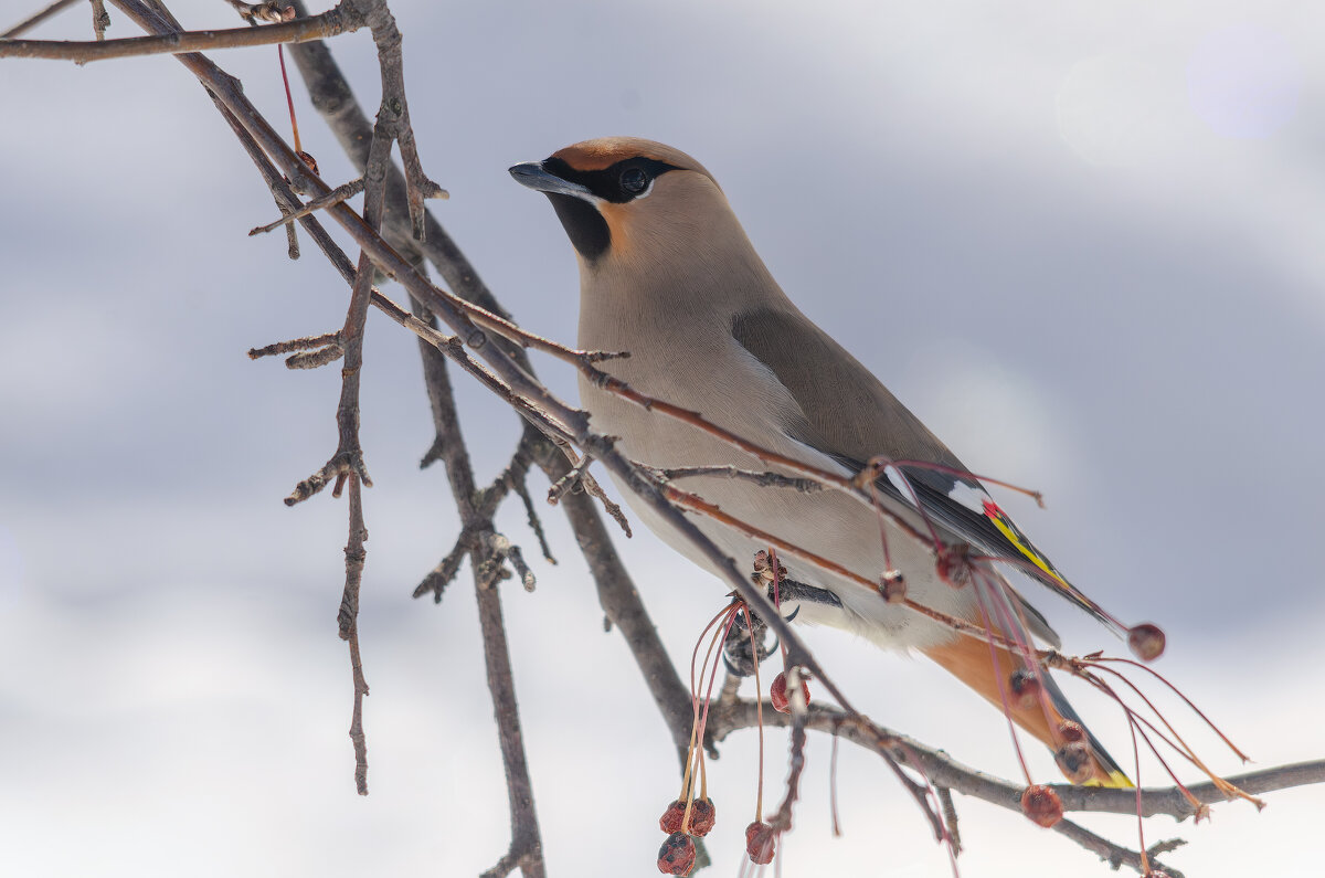 Свиристель. - Виктор Иванович Чернюк Свиристель. - Виктор Иванович Чернюк