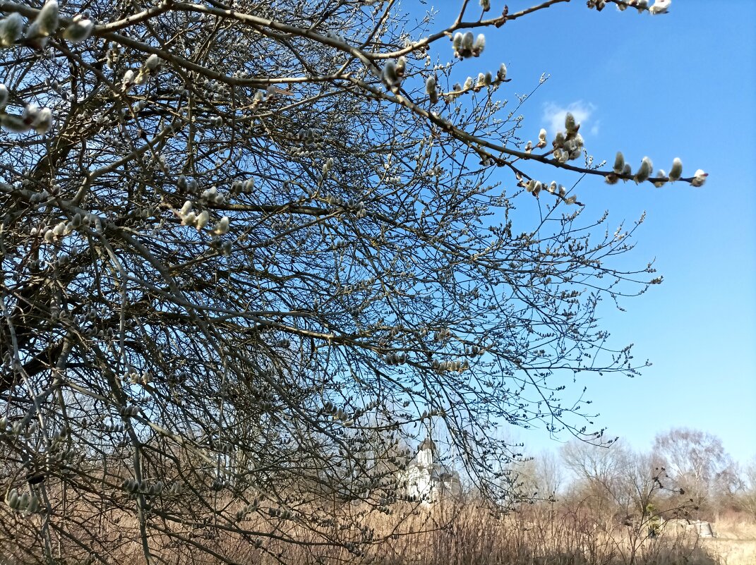 Весеннее пробуждение - Veera V Весеннее пробуждение - Veera V