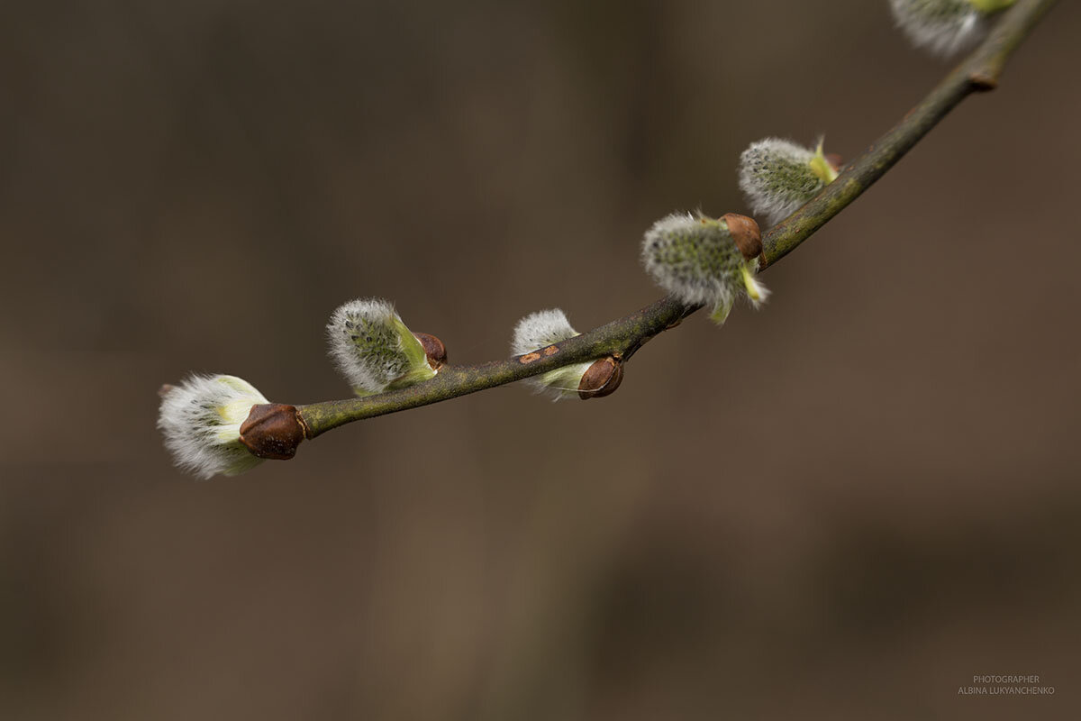 весна - Albina Lukyanchenko