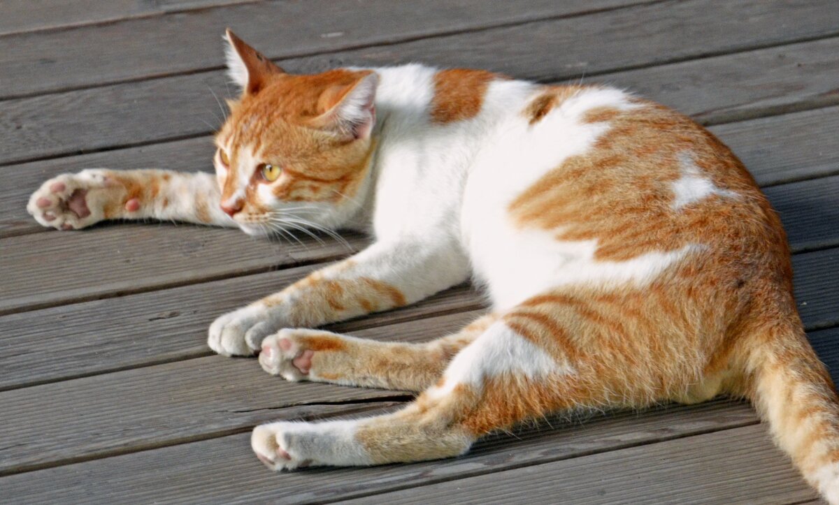 На чиле. На расслабоне. - Сергей М На чиле. На расслабоне. - Сергей М