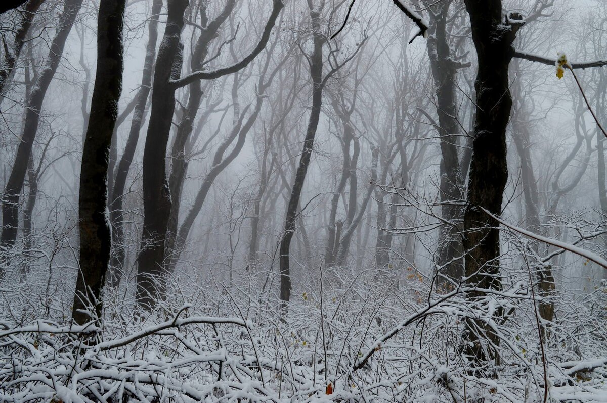 Утро в осеннем лесу..... - Юрий Цыплятников Утро в осеннем лесу..... - Юрий Цыплятников