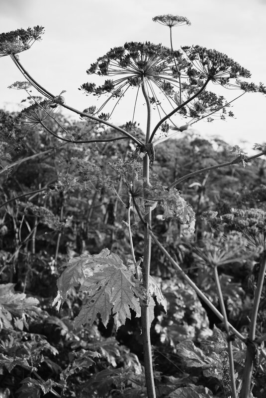 Название отсутствует - Денис Безногов Название отсутствует - Денис Безногов