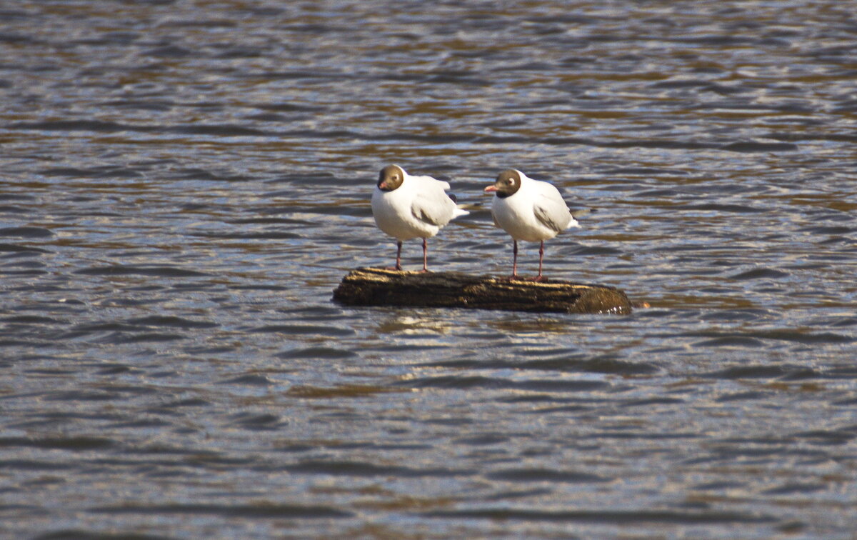 На отдыхе - Владимир Зырянов