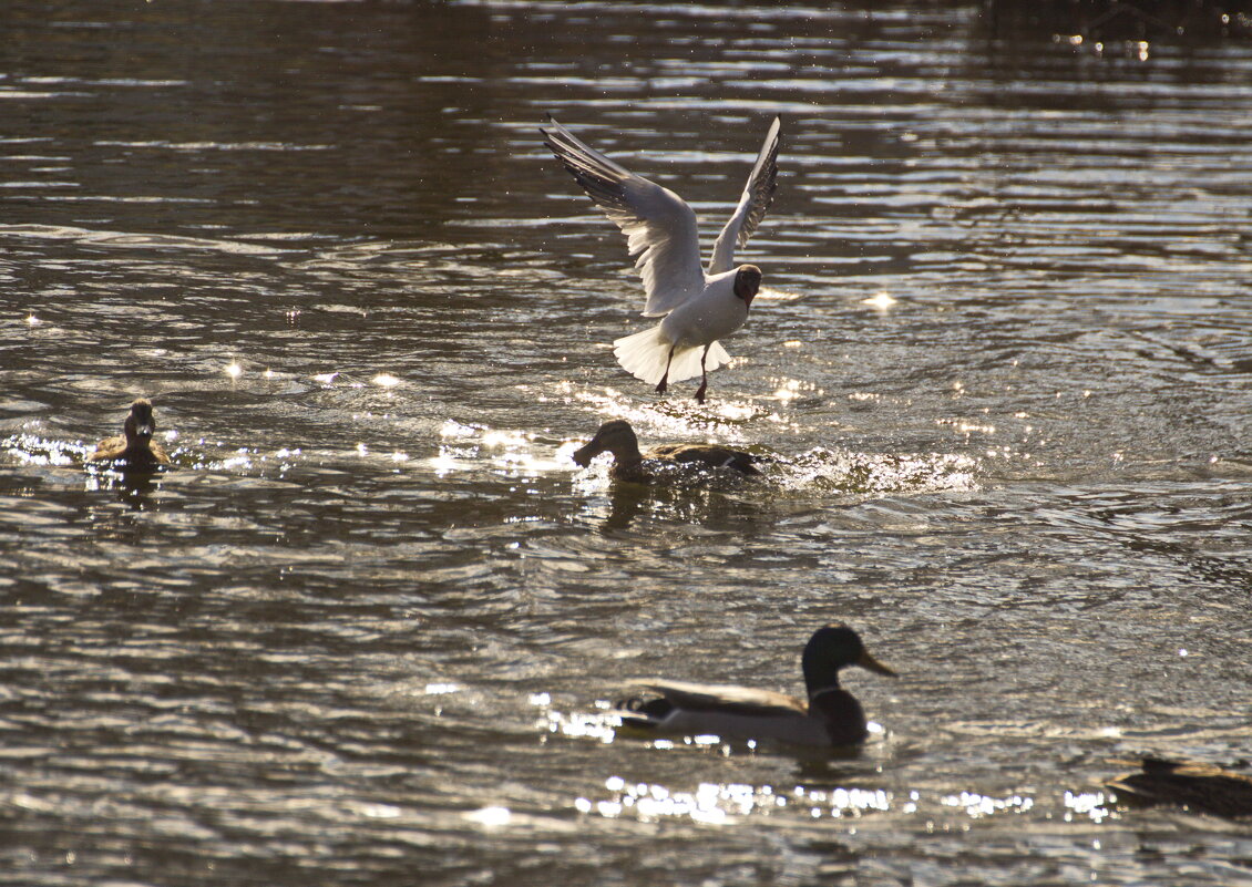 Вот вы какие - Владимир Зырянов