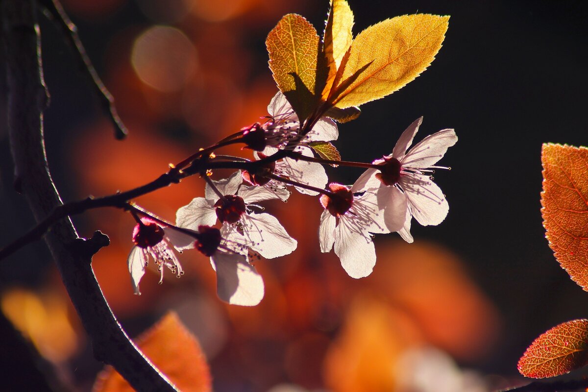 Утро весны - Юрий. Шмаков