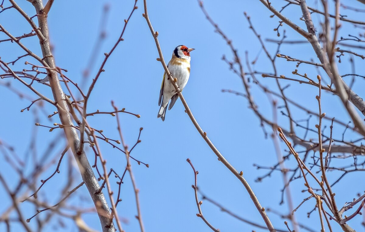 Вестник весны - Валерий Иванович